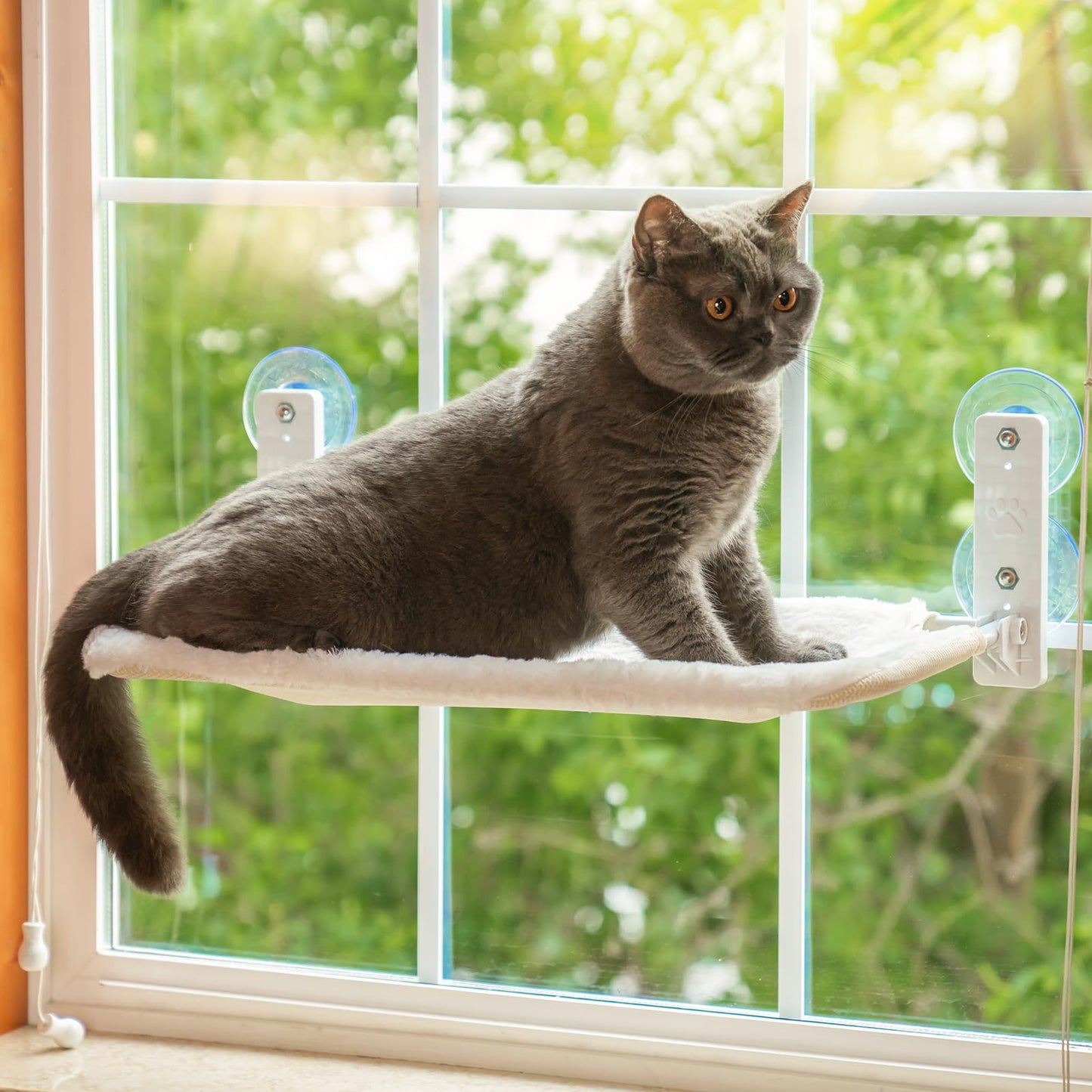 Cat Hammock